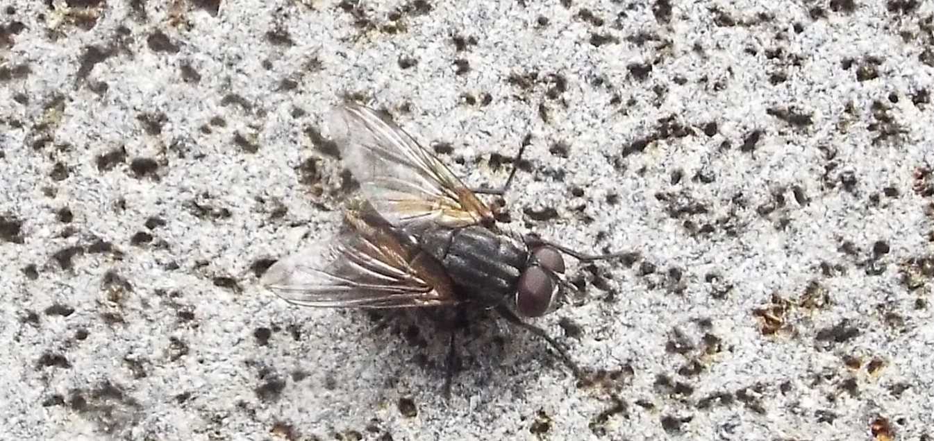 Mosche da Tenerife (Canarie) da id.