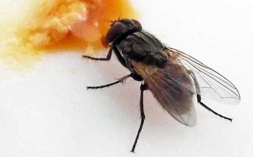 Mosche da Tenerife (Canarie) da id.