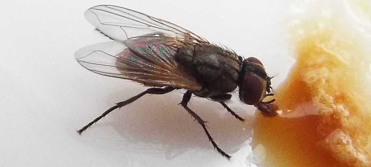 Mosche da Tenerife (Canarie) da id.