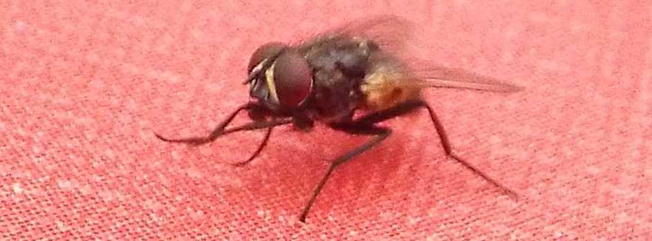 Mosche da Tenerife (Canarie) da id.