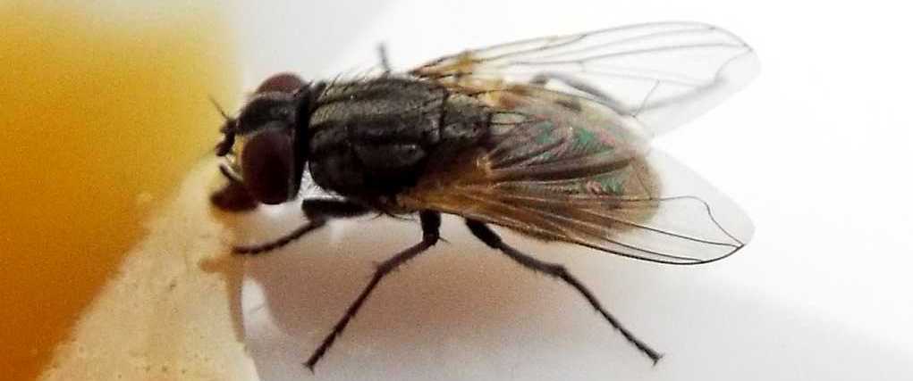 Mosche da Tenerife (Canarie) da id.