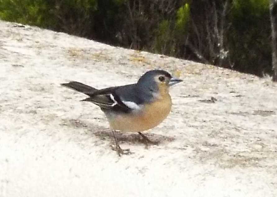 Un Fringuello da Tenerife (Canarie):  Fringilla coelebs canariensis, maschio