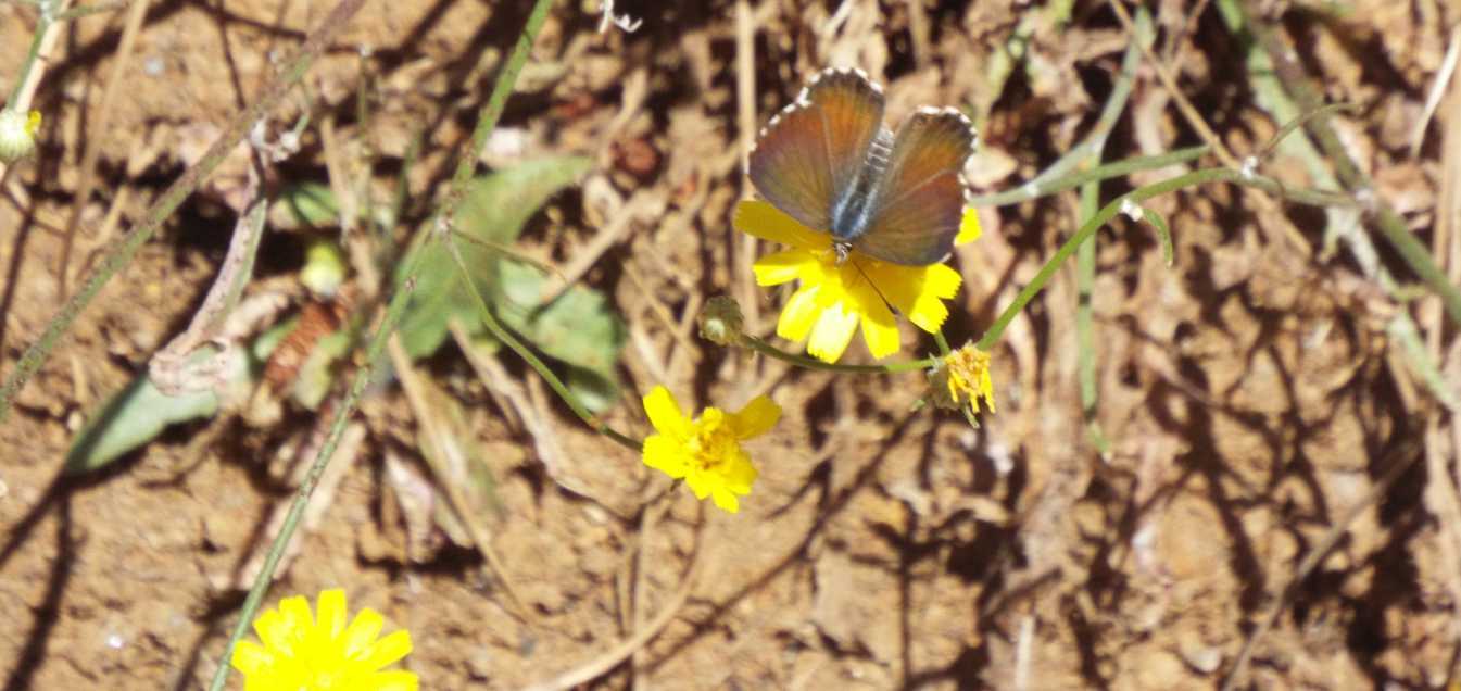 Da Tenerife (Canarie): Lycaenidae: Cyclyrius webbianus