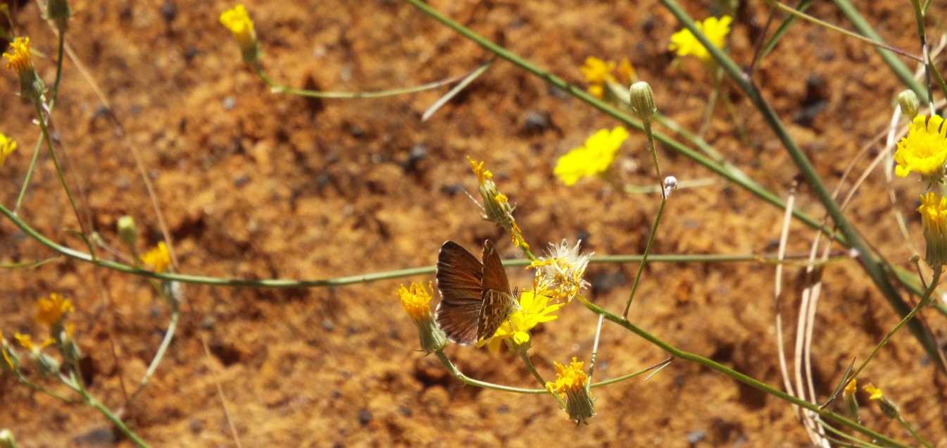 Da Tenerife (Canarie): Lycaenidae: Cyclyrius webbianus