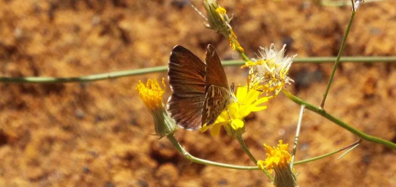 Da Tenerife (Canarie): Lycaenidae: Cyclyrius webbianus