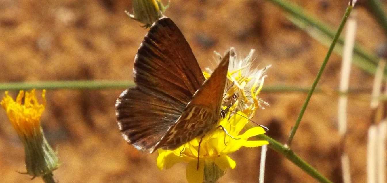 Da Tenerife (Canarie): Lycaenidae: Cyclyrius webbianus