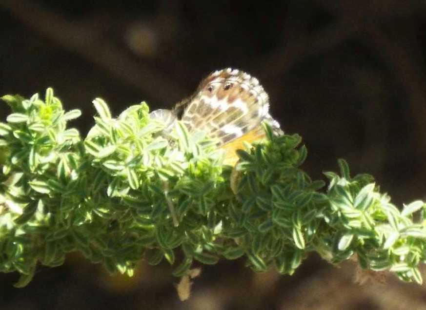 Da Tenerife (Canarie): un altro Lycaenidae: no, sempre Cyclirius webbianus