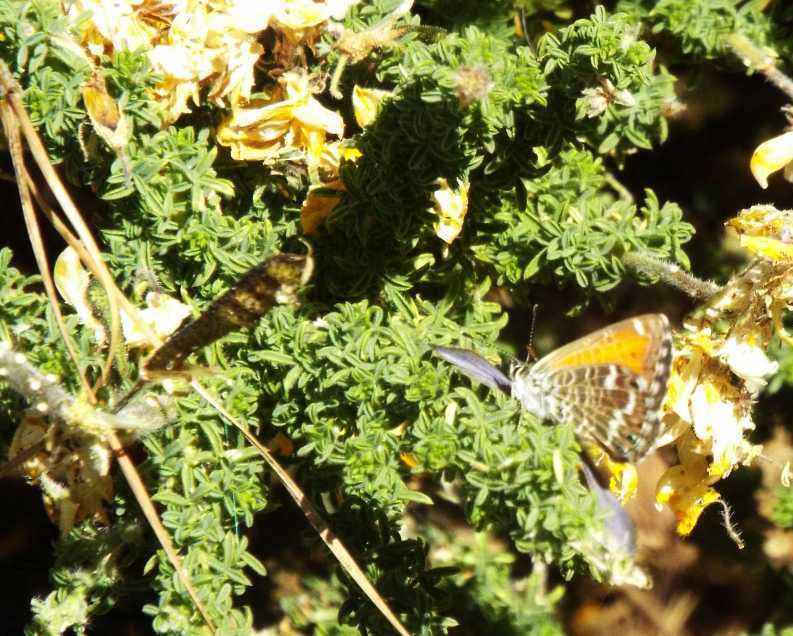 Da Tenerife (Canarie): un altro Lycaenidae: no, sempre Cyclirius webbianus