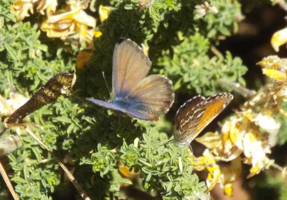 Da Tenerife (Canarie): un altro Lycaenidae: no, sempre Cyclirius webbianus