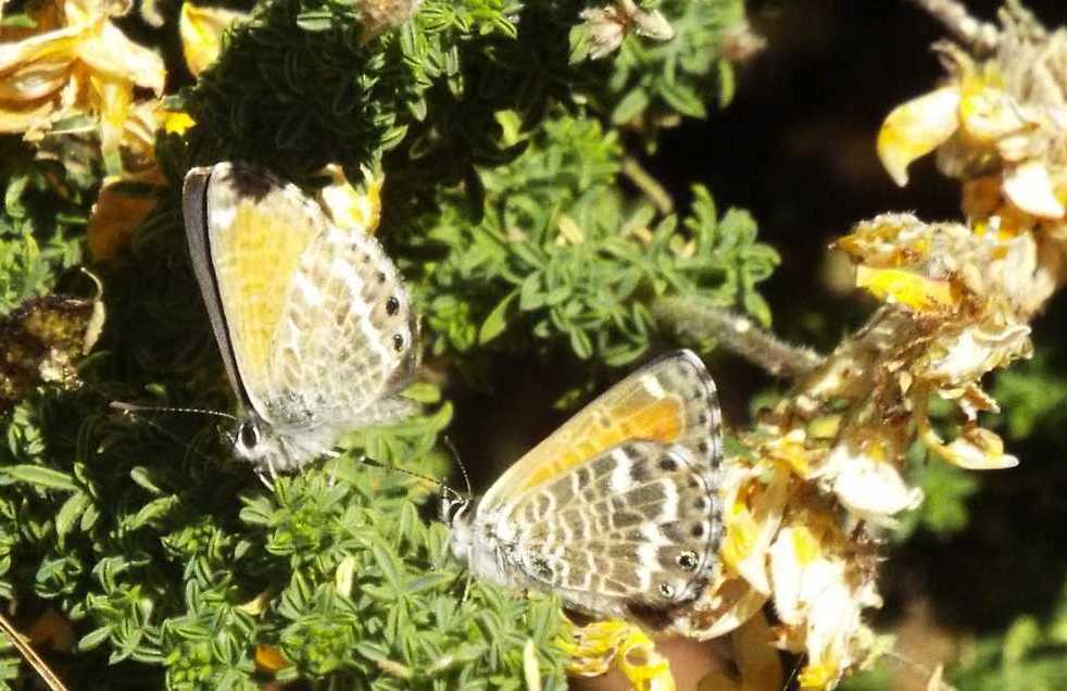 Da Tenerife (Canarie): un altro Lycaenidae: no, sempre Cyclirius webbianus