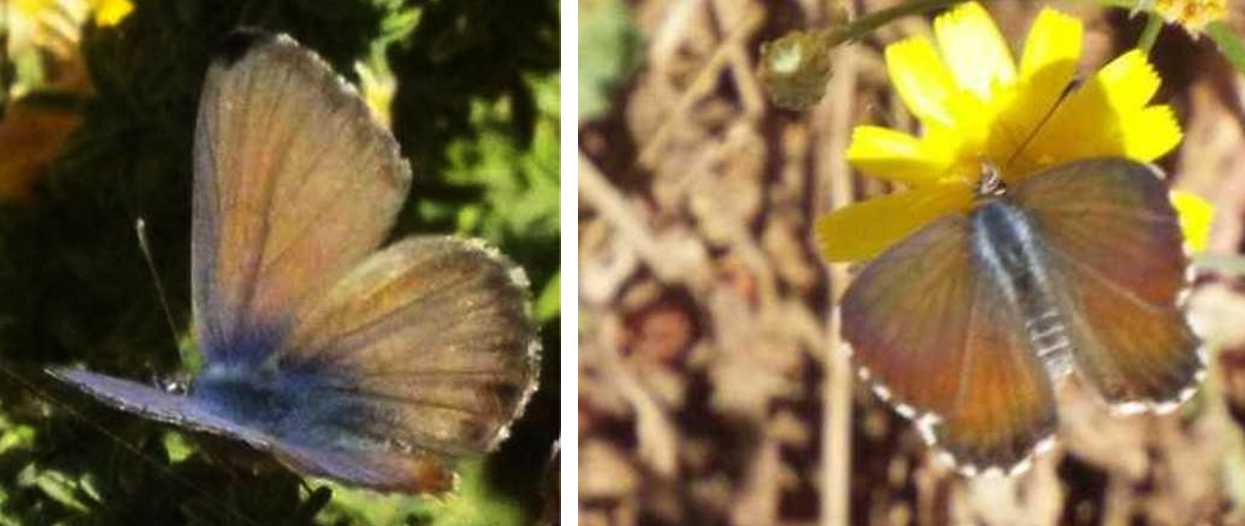 Da Tenerife (Canarie): un altro Lycaenidae: no, sempre Cyclirius webbianus