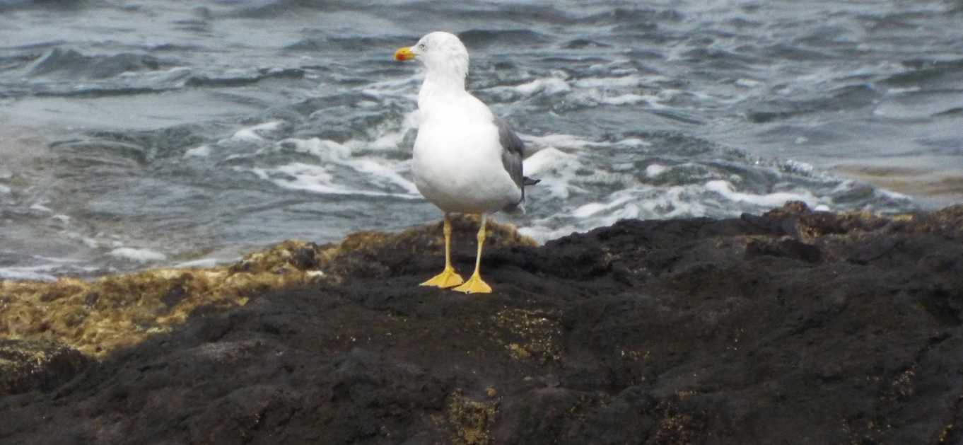 Da Tenerife (Canarie): Che specie di gabbiamo ? Larus michahellis atlantis