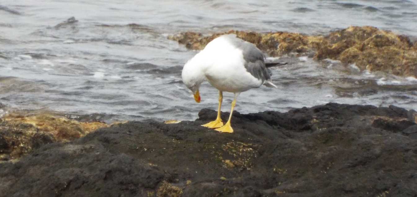 Da Tenerife (Canarie): Che specie di gabbiamo ? Larus michahellis atlantis