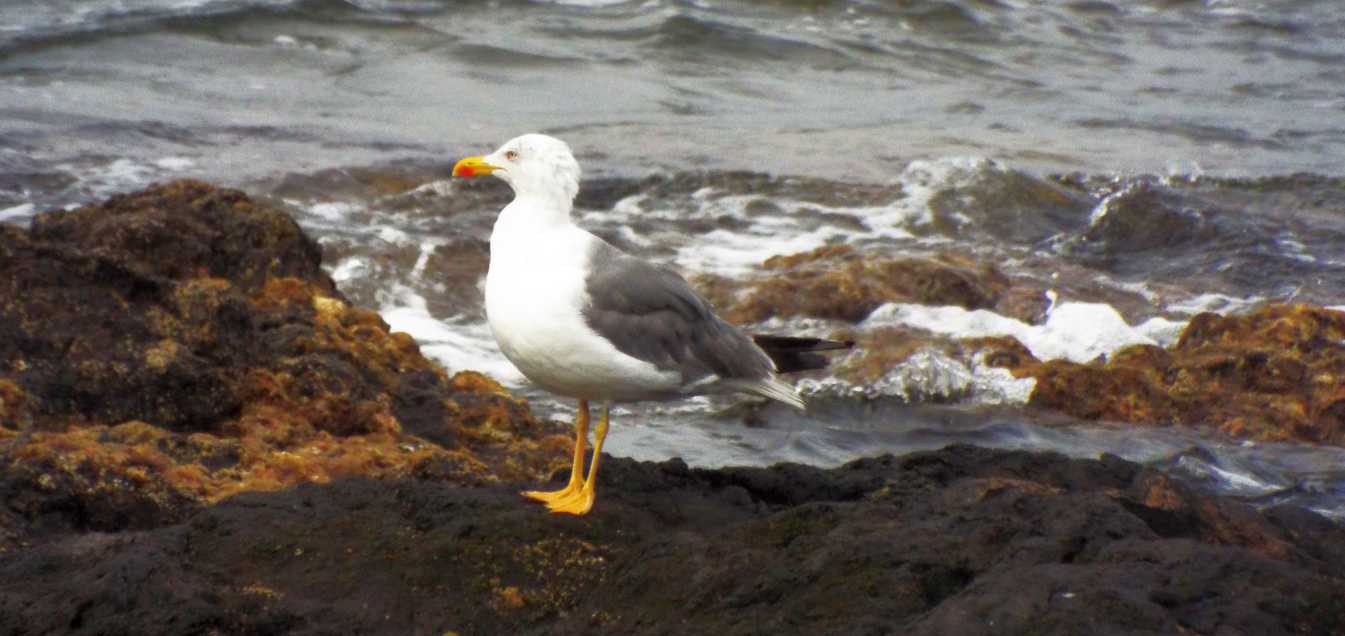 Da Tenerife (Canarie): Che specie di gabbiamo ? Larus michahellis atlantis