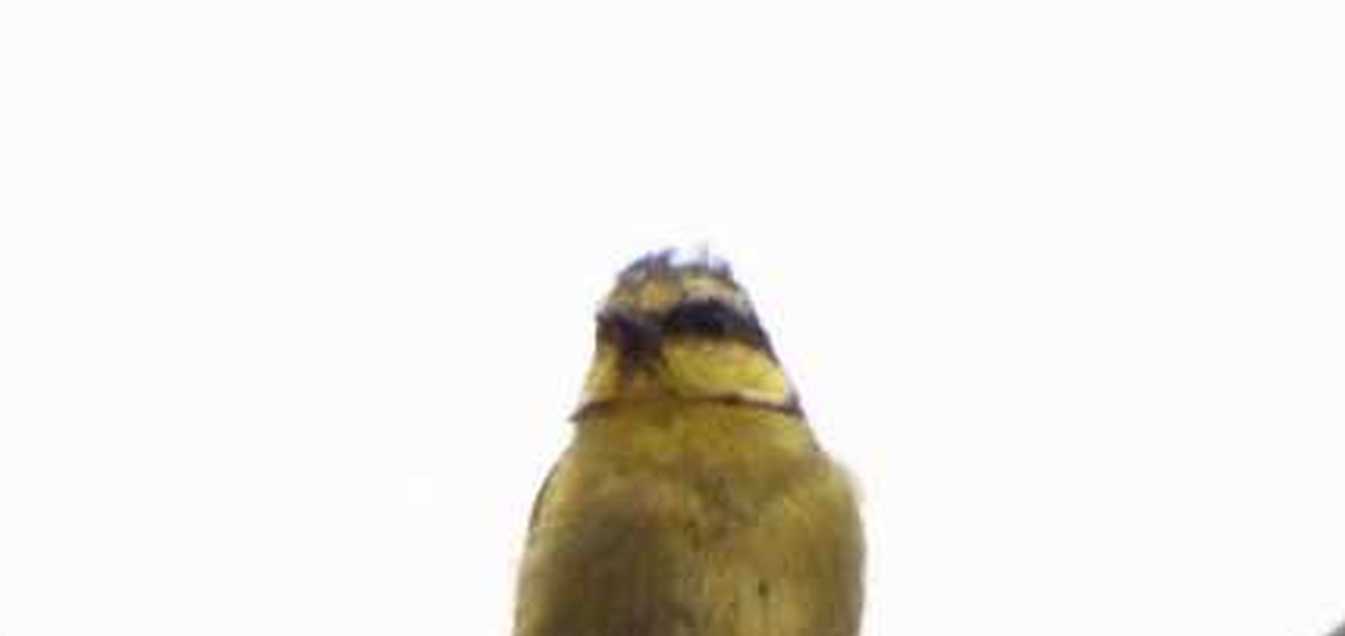 Cinciarella delle Canarie (Cyanistes teneriffae teneriffae) a Tenerife