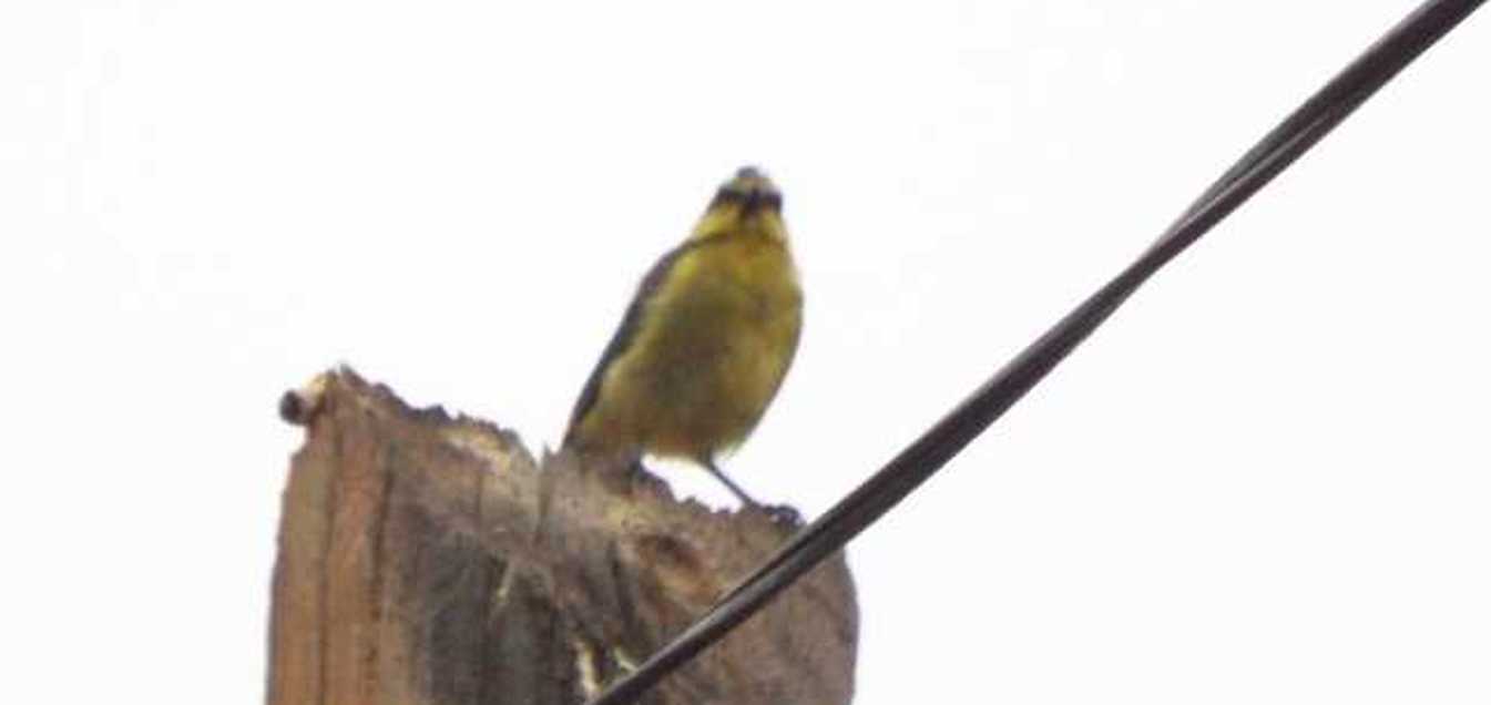 Cinciarella delle Canarie (Cyanistes teneriffae teneriffae) a Tenerife