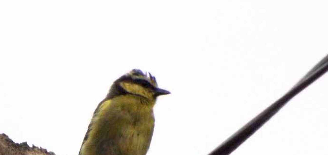 Cinciarella delle Canarie (Cyanistes teneriffae teneriffae) a Tenerife