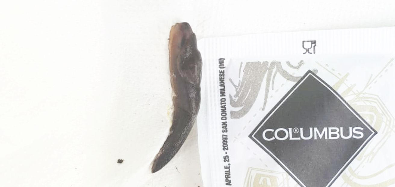 Traccia presso casa pinetale