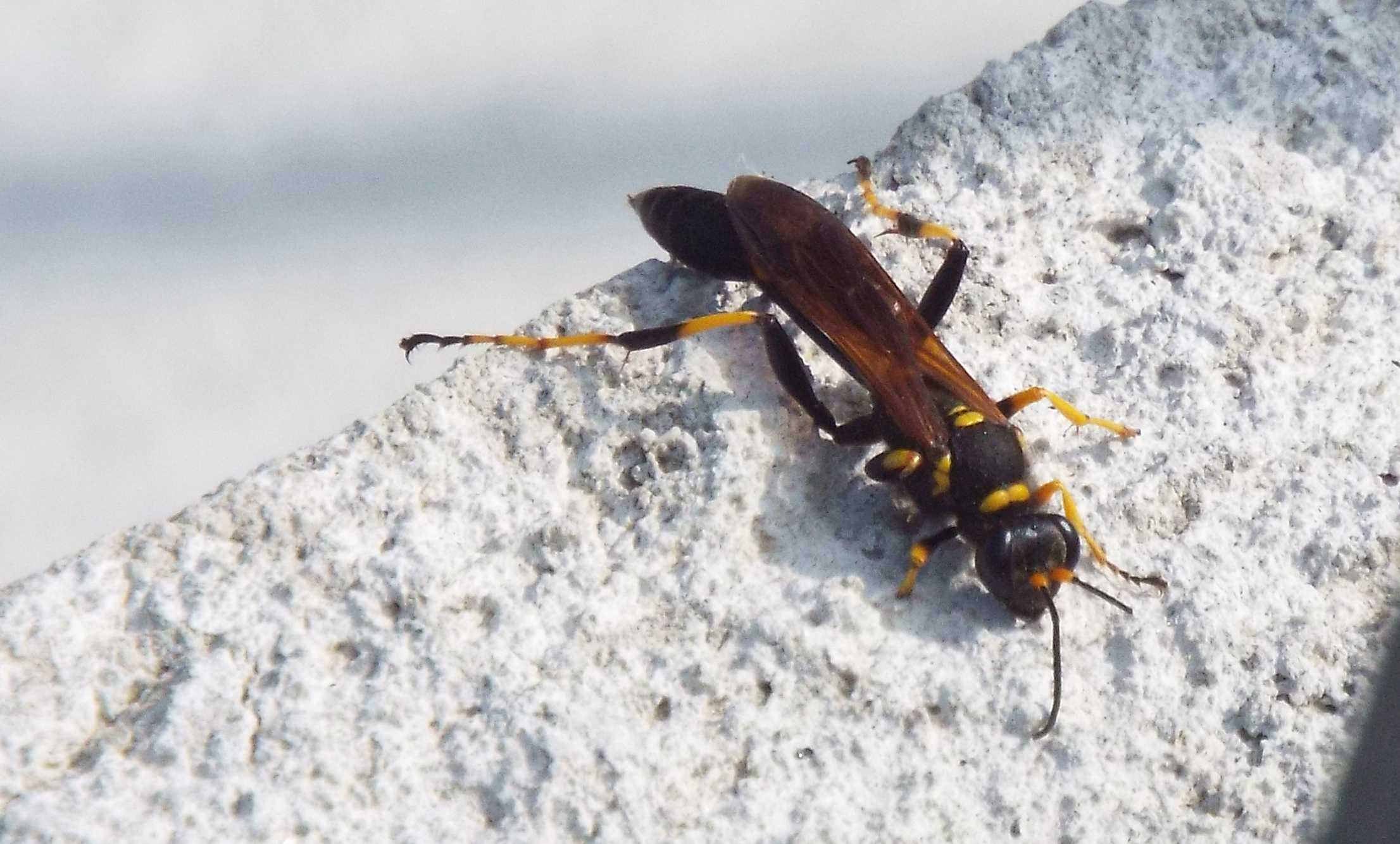 Sphecidae: Sceliphron caementarium, femmina
