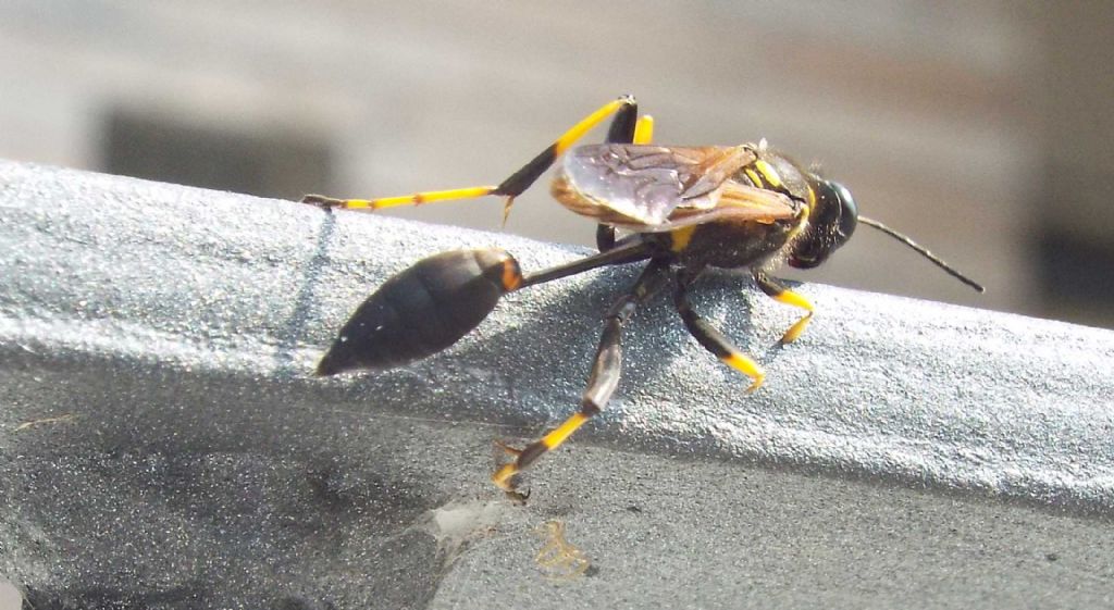 Sphecidae: Sceliphron caementarium, femmina