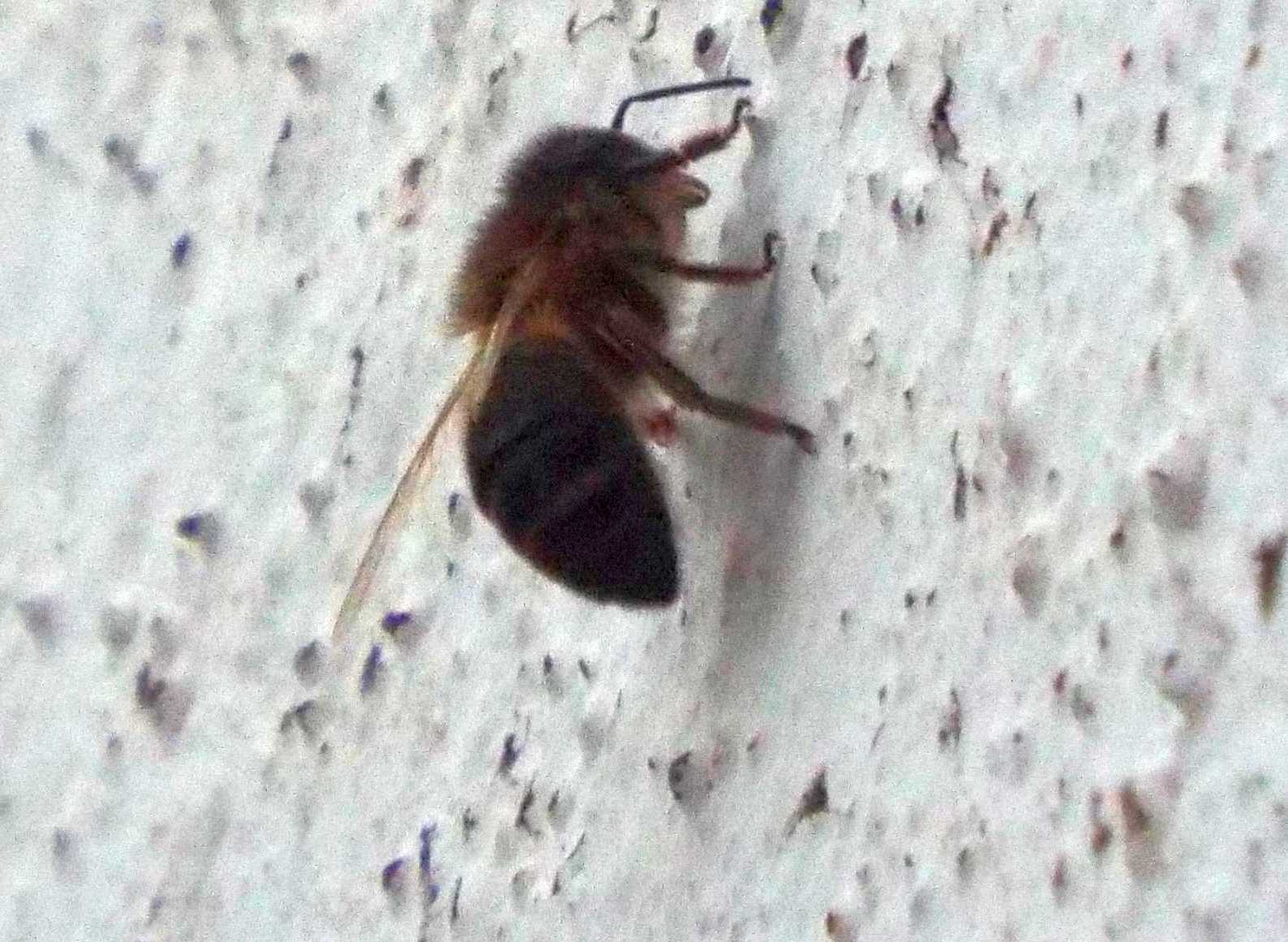 Da La Gomera (Canarie): probabile Apis mellifera