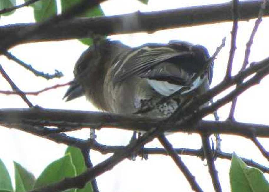 passeraceo timido: Fringuello (Fringilla coelebs), femmina