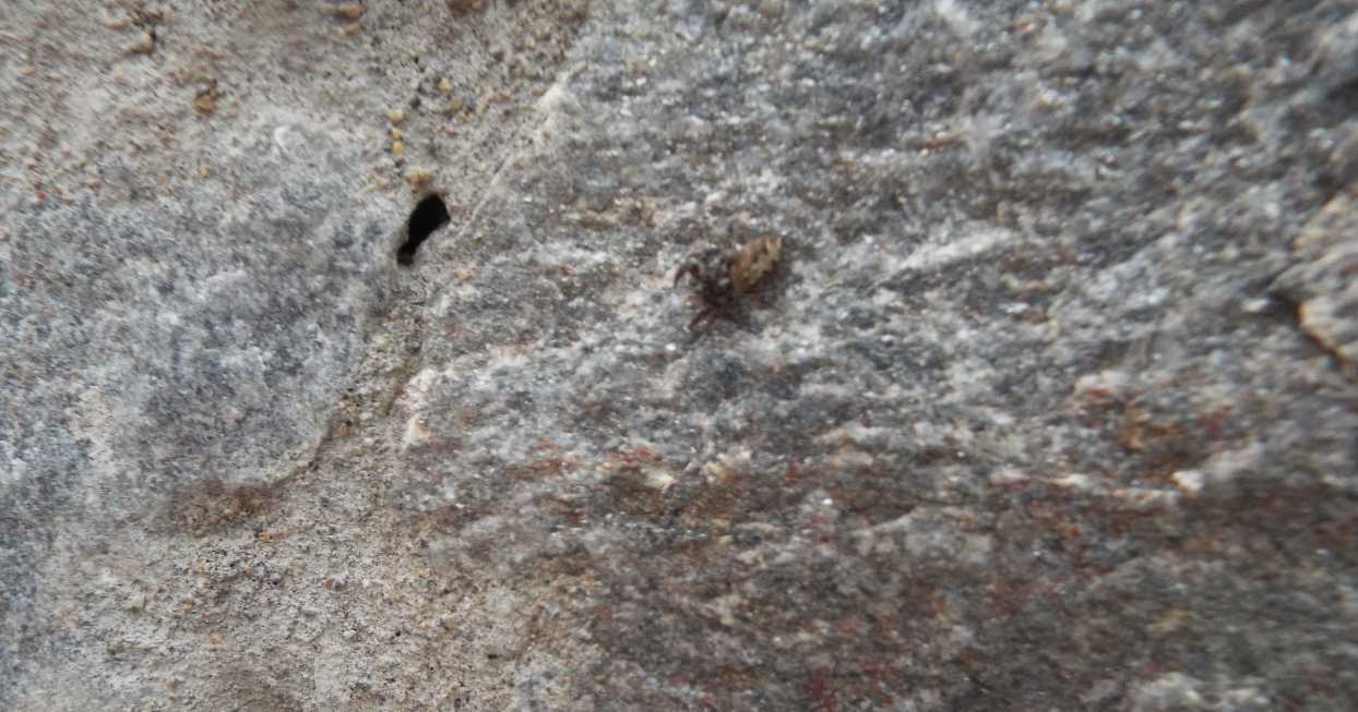 Menemerus semilimbatus, maschio e  Macaroeris sp., femmina - La Gomera (Canarie)