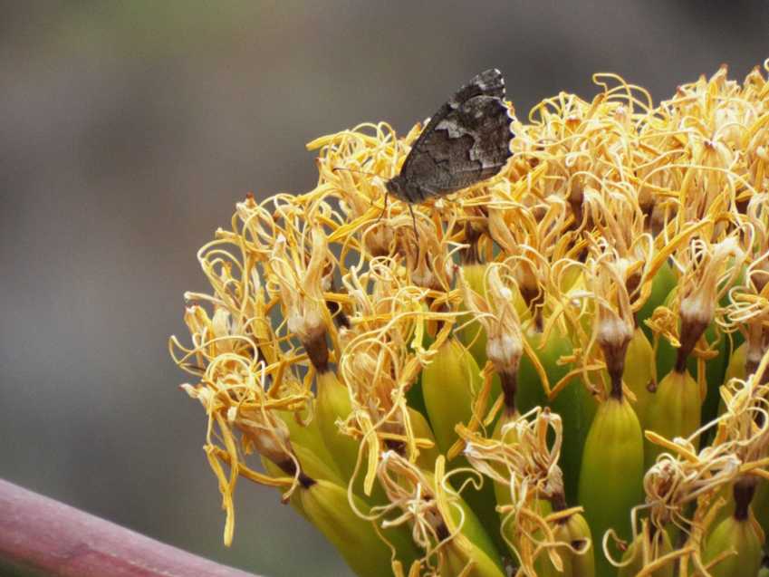 Da La Gomera (Canarie): Hipparchia gomera (Nymphalidae Satyrinae)
