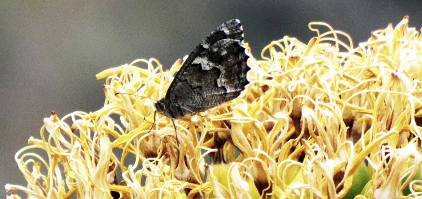 Da La Gomera (Canarie): Hipparchia gomera (Nymphalidae Satyrinae)