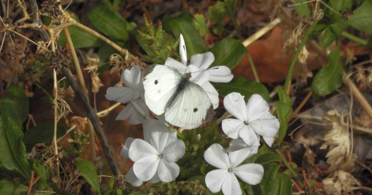 Da La Gomera e Tenerife (Canarie): Pieris rapae