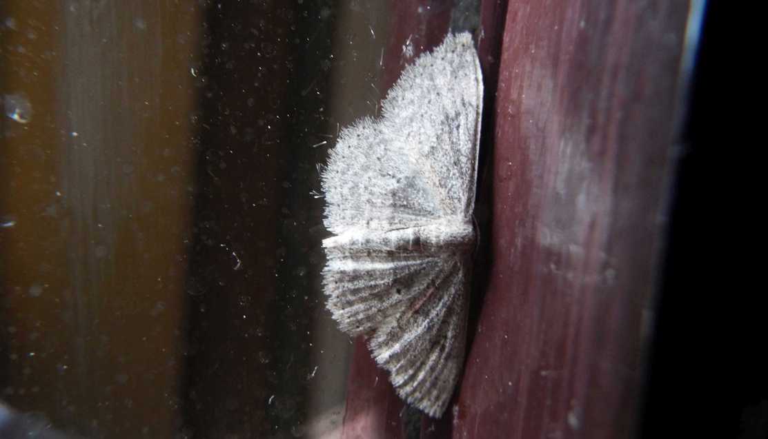 Da La Gomera (Canarie): Geometridae: Scopula guancharia