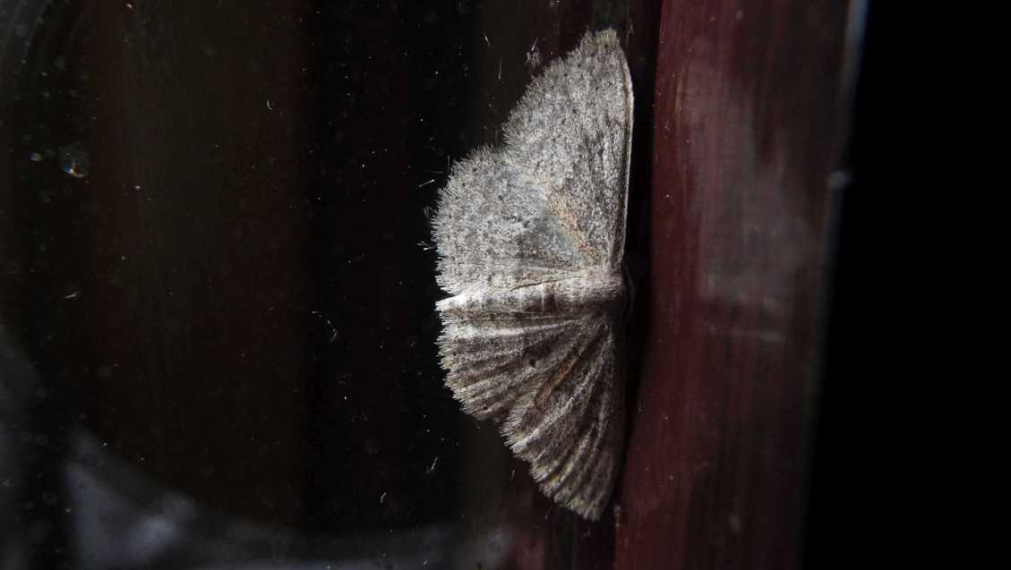 Da La Gomera (Canarie): Geometridae: Scopula guancharia