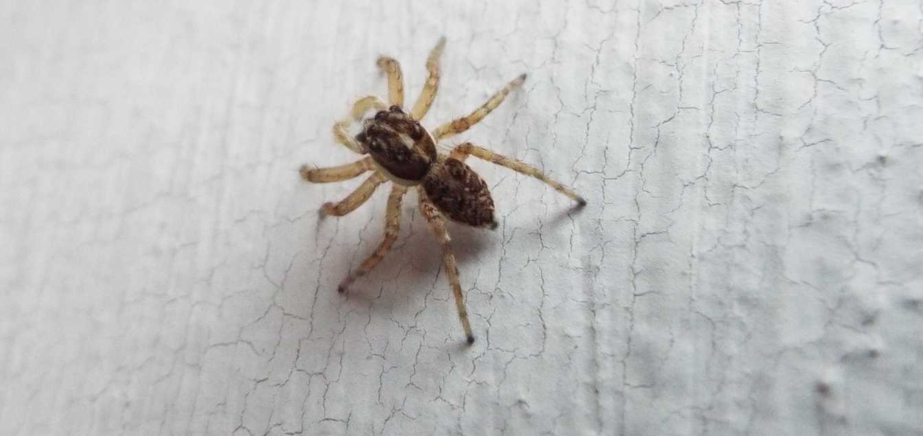 Menemerus semilimbatus, maschio e  Macaroeris sp., femmina - La Gomera (Canarie)