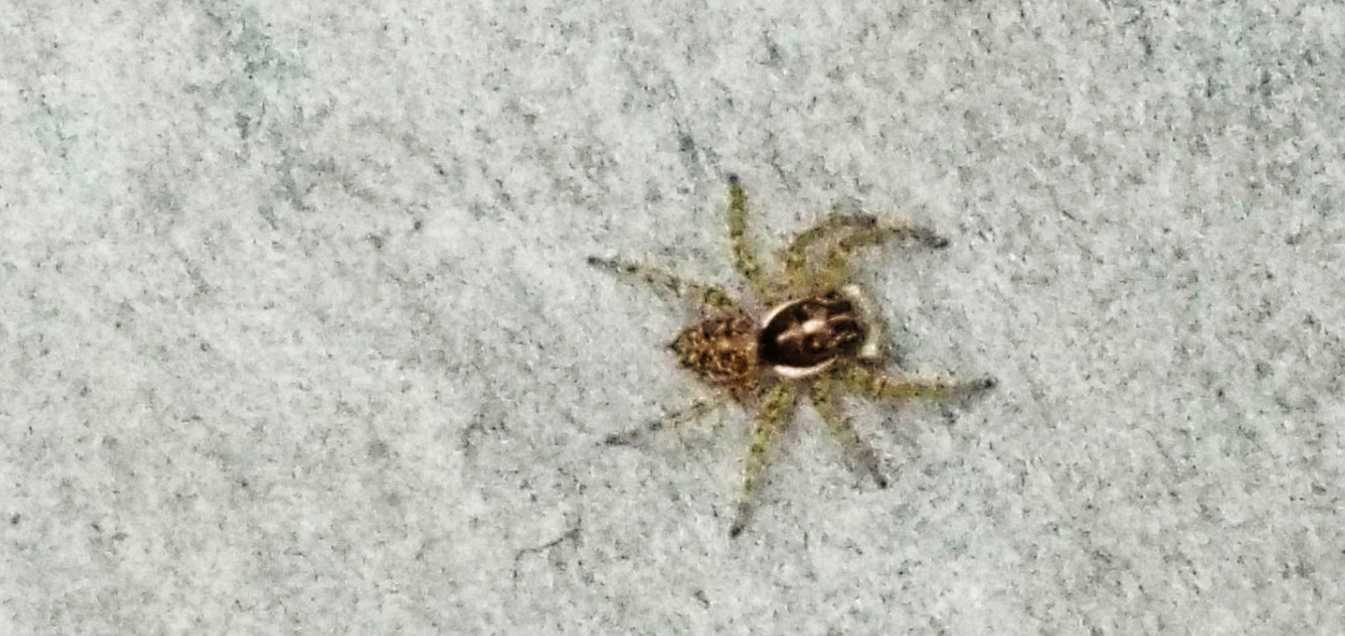 Menemerus semilimbatus, maschio e  Macaroeris sp., femmina - La Gomera (Canarie)