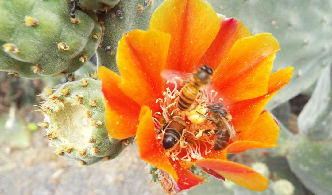 Da La Gomera (Canarie): probabile Apis mellifera