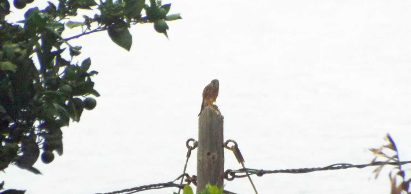 Da La Gomera (Canarie): Gheppio: Falco tinnunculus cfr. canariensis, femmina