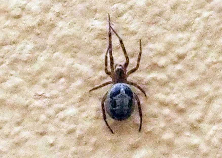 Steatoda nobilis - Agulo (La Gomera - Canarie)