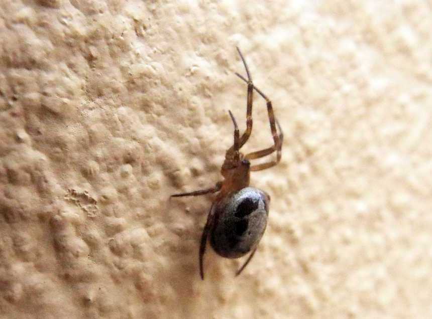 Steatoda nobilis - Agulo (La Gomera - Canarie)