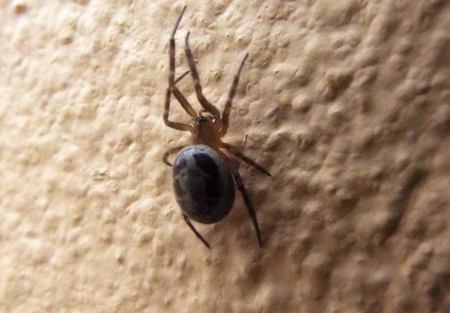 Steatoda nobilis - Agulo (La Gomera - Canarie)