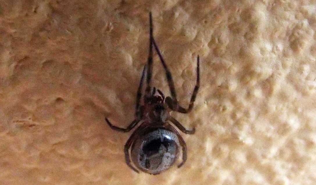 Steatoda nobilis - Agulo (La Gomera - Canarie)