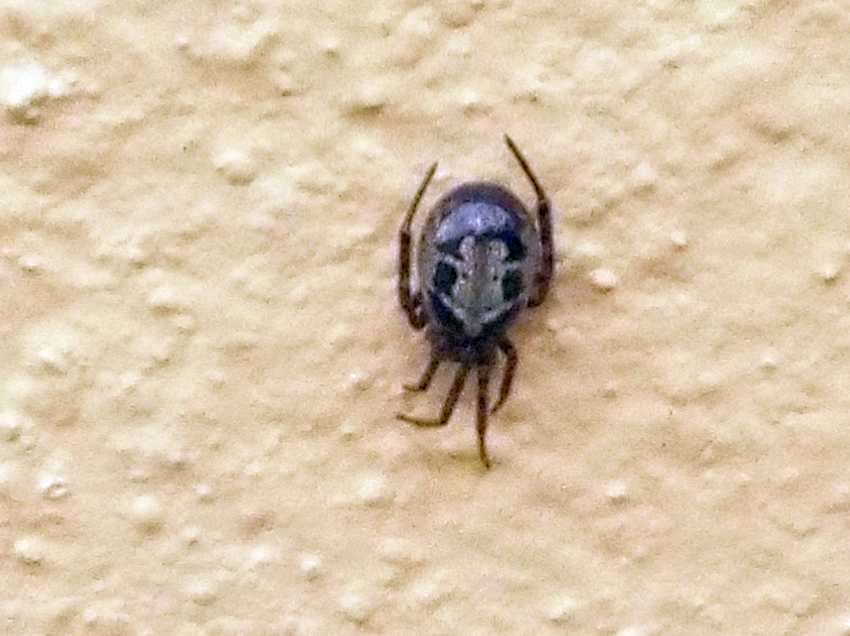 Steatoda nobilis - Agulo (La Gomera - Canarie)
