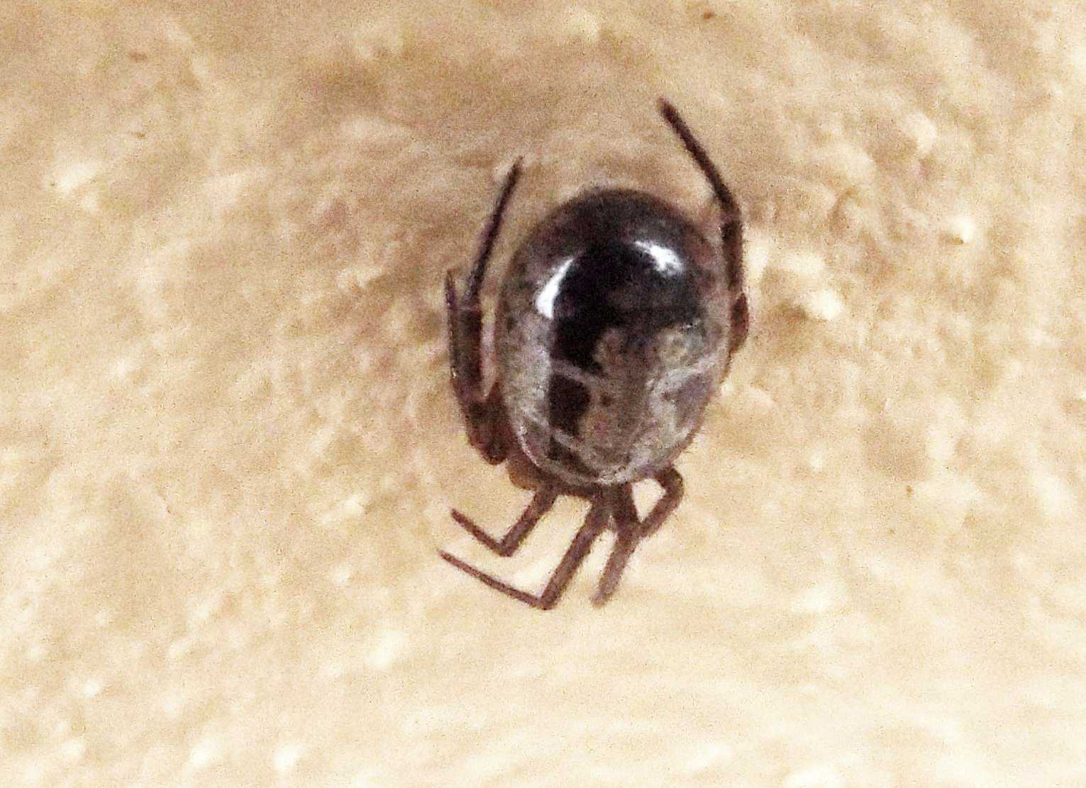 Steatoda nobilis - Agulo (La Gomera - Canarie)