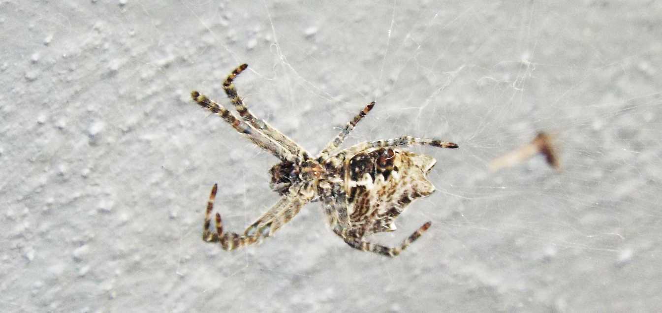 Cyrtophora citricola - La Gomera (Canarie)