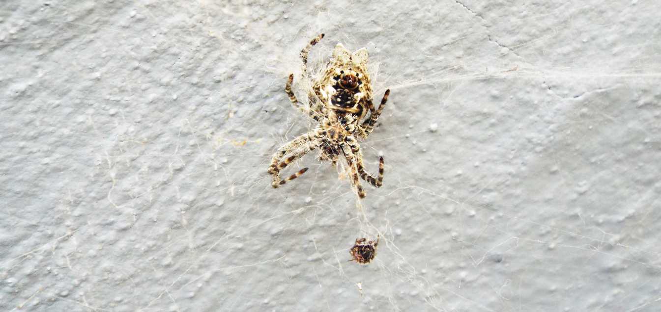 Cyrtophora citricola - La Gomera (Canarie)