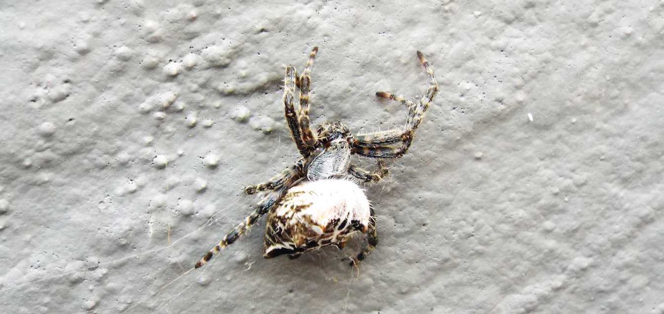 Cyrtophora citricola - La Gomera (Canarie)