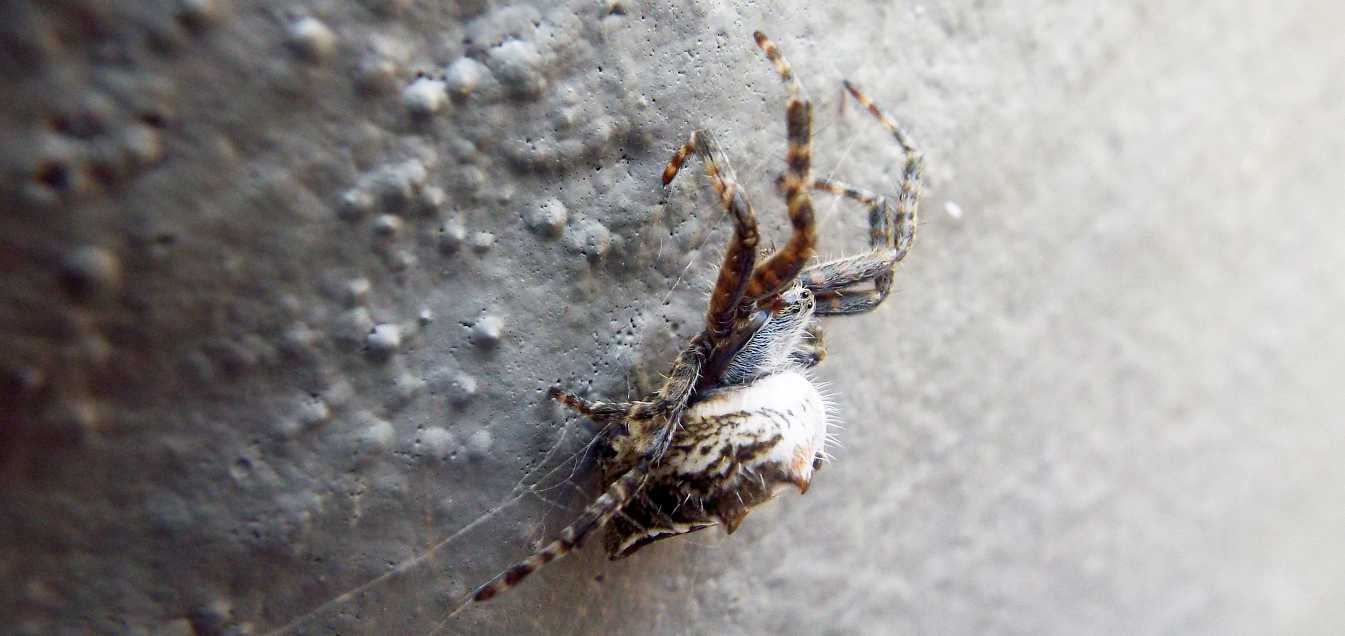 Cyrtophora citricola - La Gomera (Canarie)