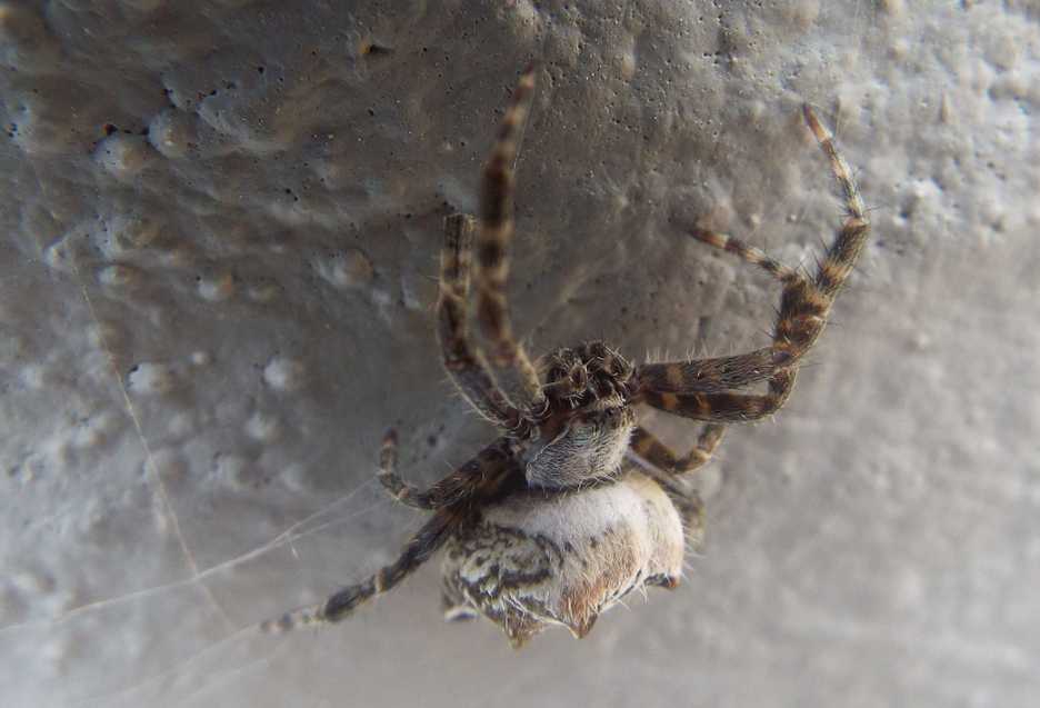 Cyrtophora citricola - La Gomera (Canarie)