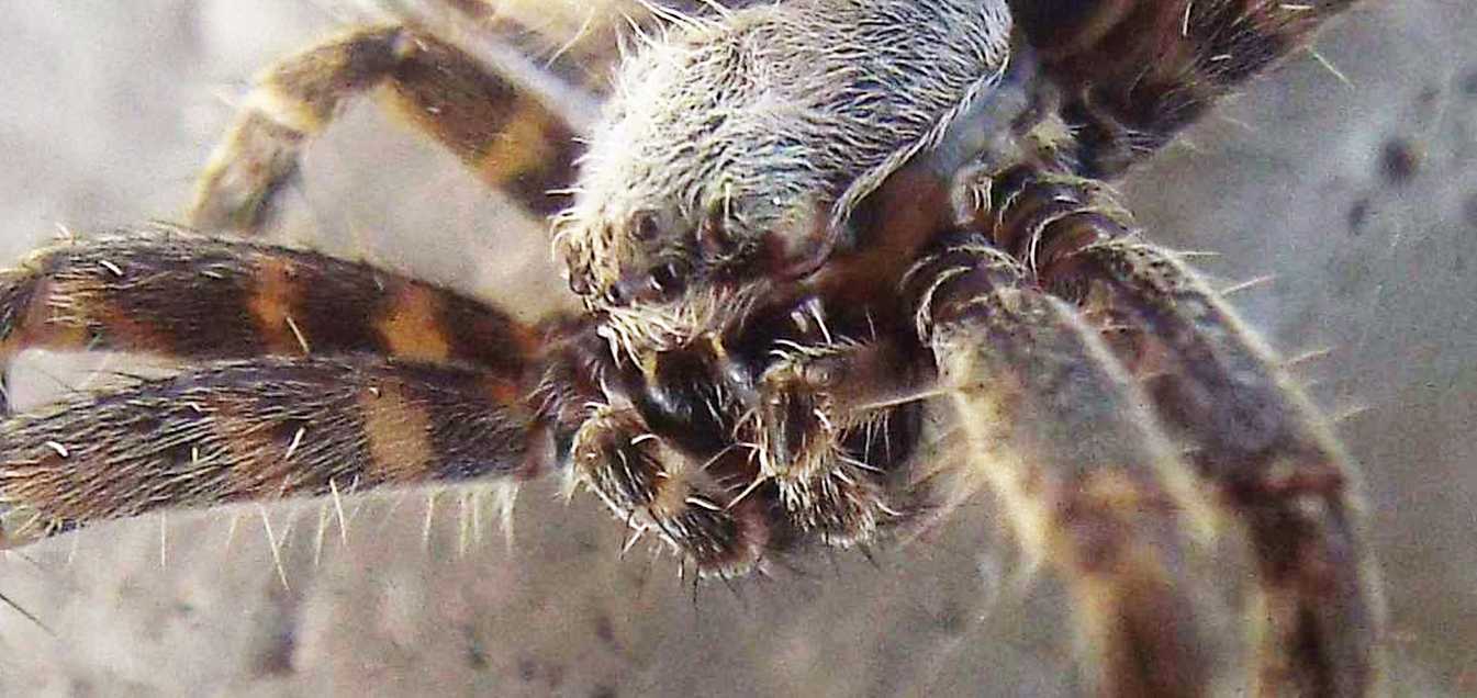 Cyrtophora citricola - La Gomera (Canarie)