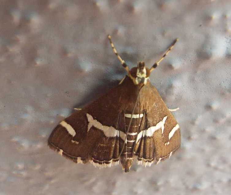 Da La Gomera (Canarie): Spoladea recurvalis  (Crambidae)