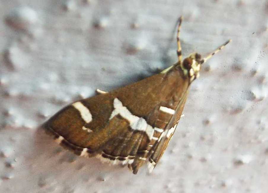 Da La Gomera (Canarie): Spoladea recurvalis  (Crambidae)